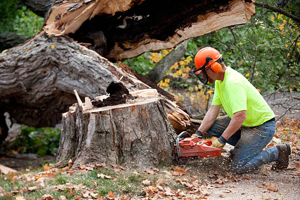 Tree Removal for Businesses in Arcadia, SC